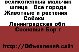 великолепный мальчик шпица - Все города Животные и растения » Собаки   . Ленинградская обл.,Сосновый Бор г.